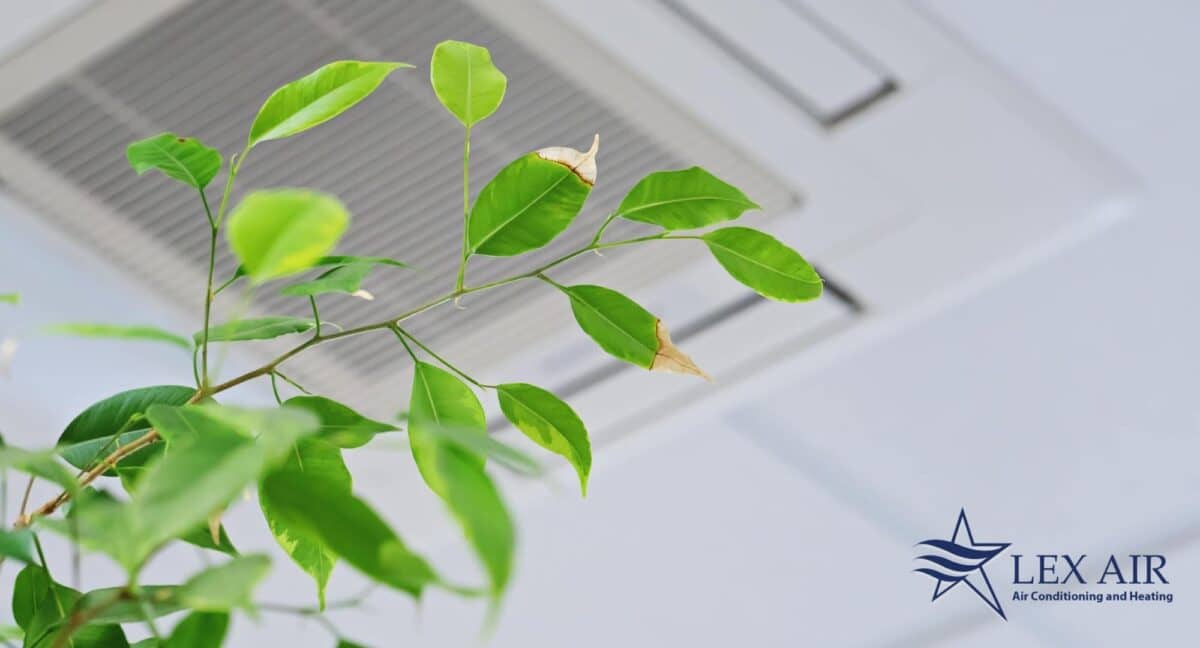 indoor air quality farmers branch