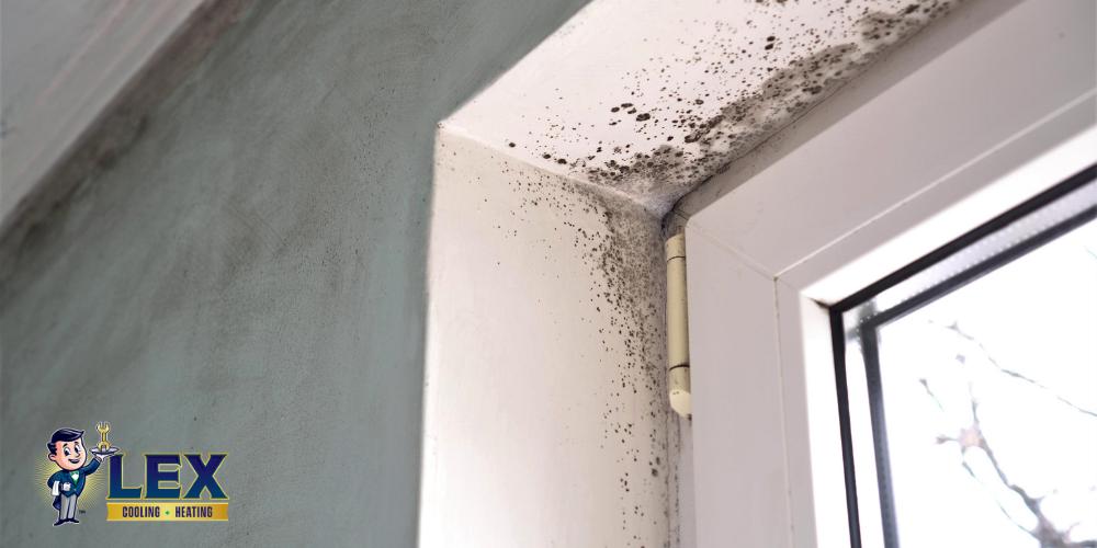 Dehumidifier for mold in Texas